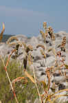 Curlytop knotweed